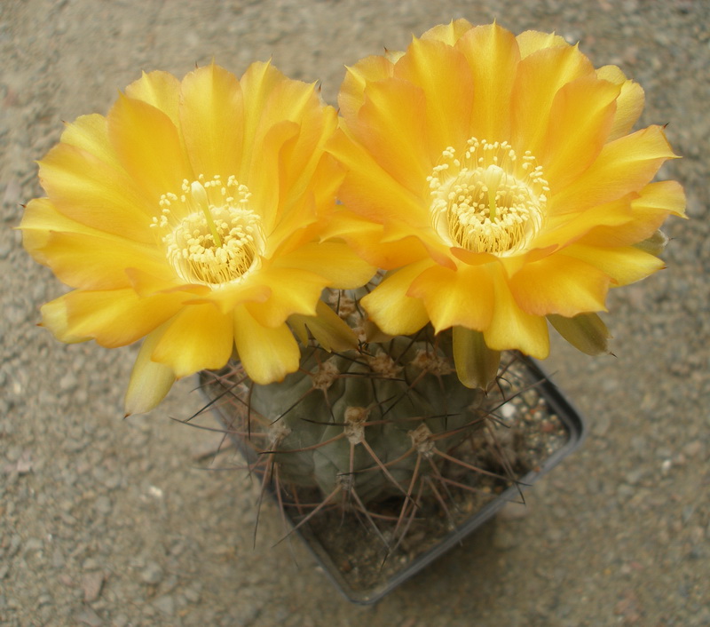Acanthocal glaucum