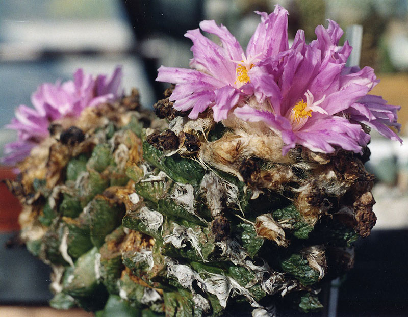 Ariocarpus (Roseocactus) fissuratus