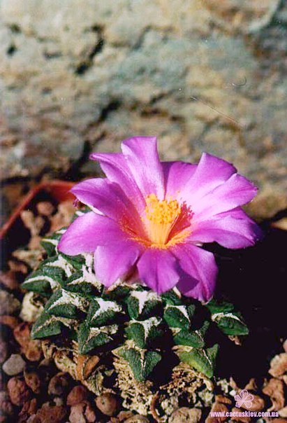 Ariocarpus  Roseocactus  kotschoubeyanus