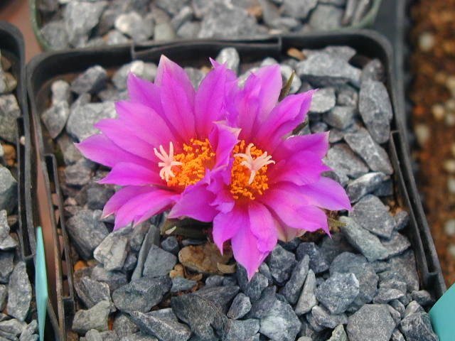 Ariocarpus_agavoides.JPG