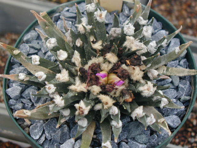 Ariocarpus agavoides pl