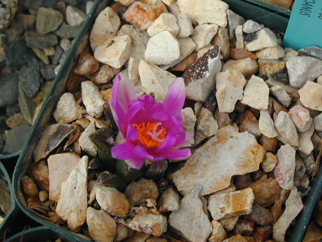 Ariocarpus bravoanus