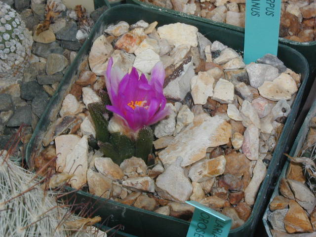 Ariocarpus_bravoanus_pl.JPG