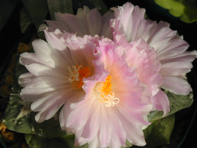 Ariocarpus_fissuratus_hyb.JPG