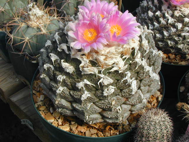 Ariocarpus_fissuratus_v__lloydii_pl.JPG