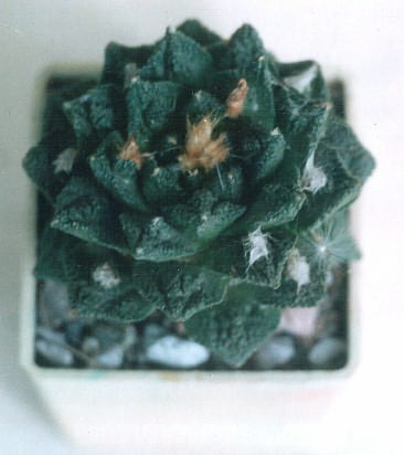 Ariocarpus  fissuratus v. hintonii