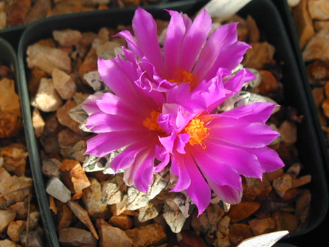 Ariocarpus kotschubeyanus