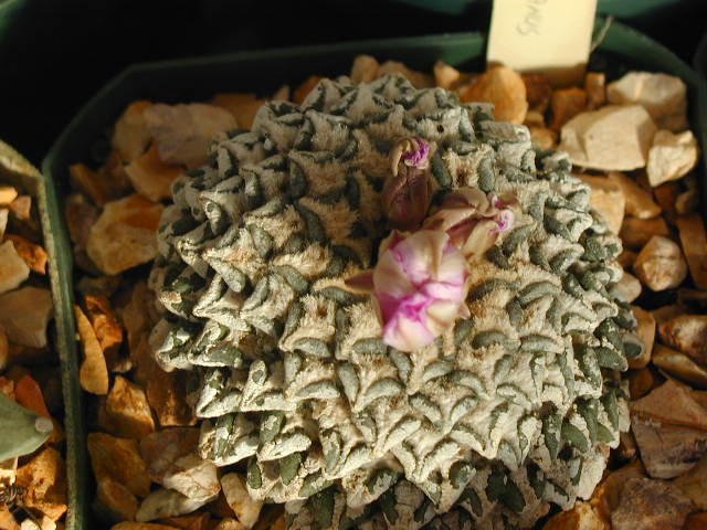 Ariocarpus_kotschubeyanus_pl.JPG