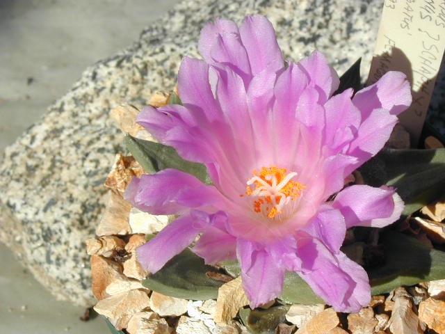 Ariocarpus_retusus_hyb.JPG