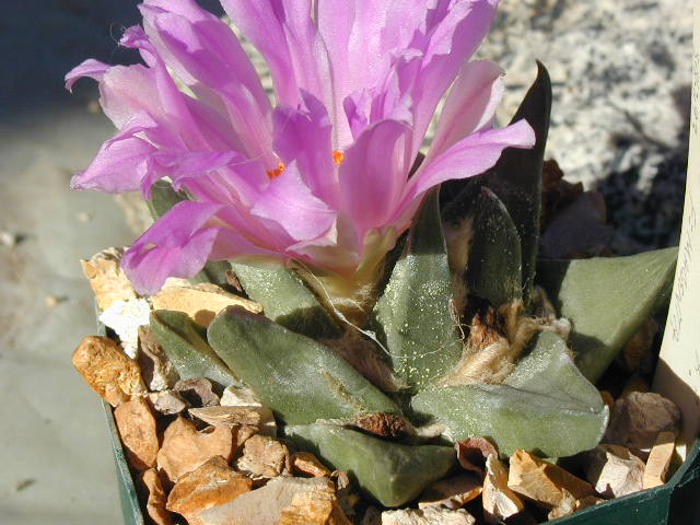 Ariocarpus retusus hyb pl