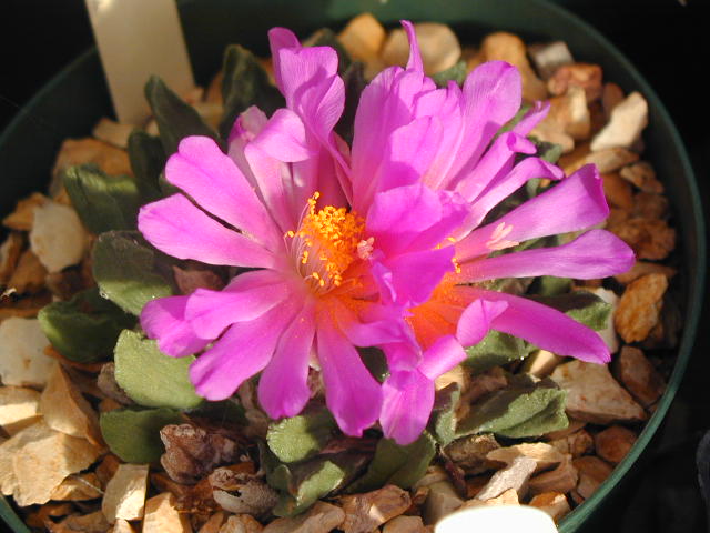 Ariocarpus_scaphirostris.JPG