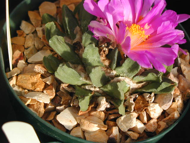 Ariocarpus_scaphirostris_pl.JPG