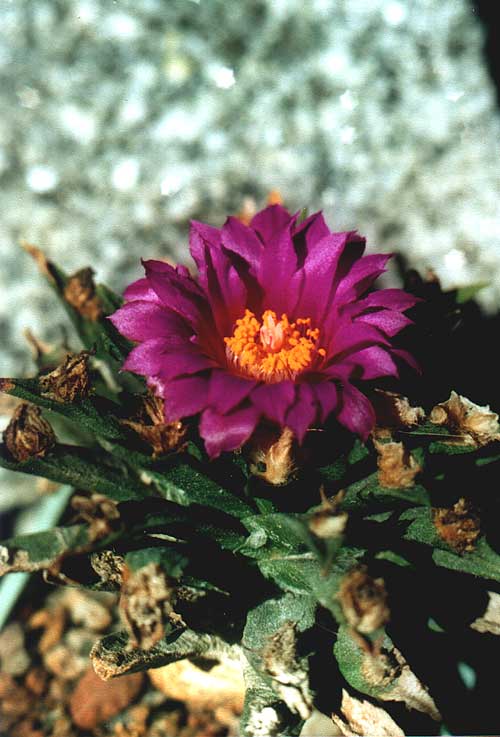 Ariocarpus agavoides