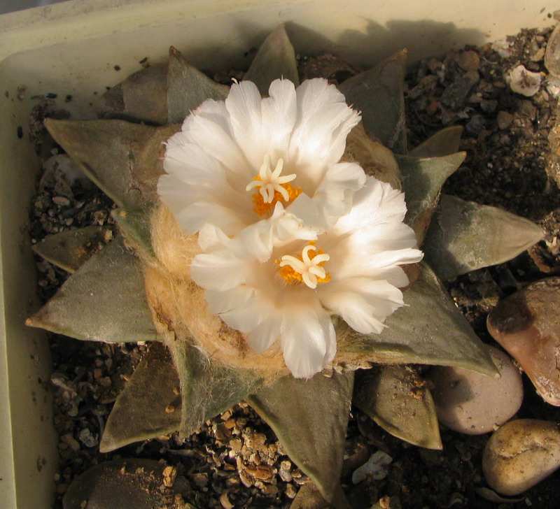 ariocarpus retusus 3