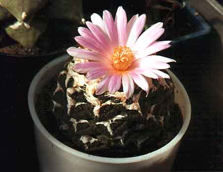 Ariocarpus (Roseocactus) fissuratus