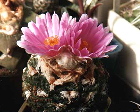 Ariocarpus (Roseocactus) fissuratus