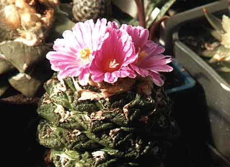 Ariocarpus (Roseocactus) fissuratus