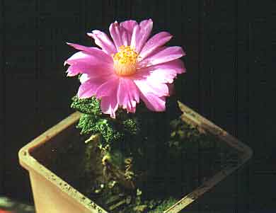 Ariocarpus (Roseocactus) fissuratus v. hintonii