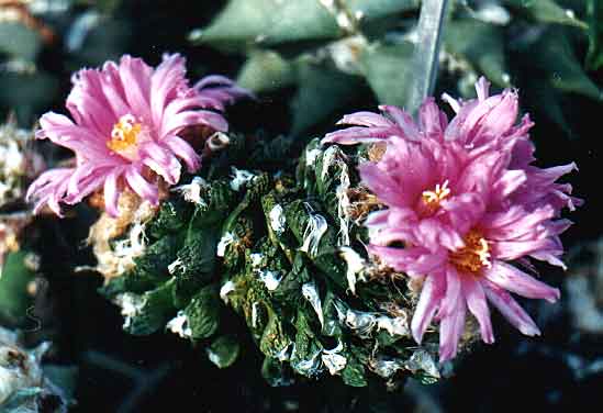 Ariocarpus (Roseocactus) fissuratus