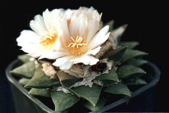 Ariocarpus furfuraceus