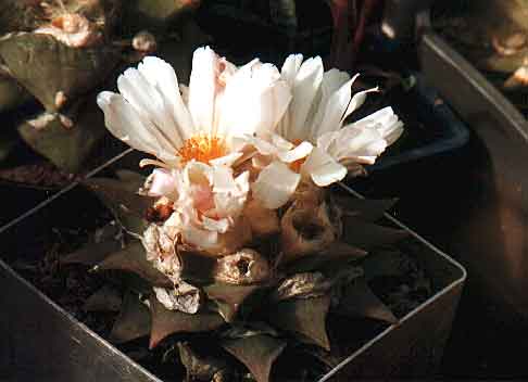 Ariocarpus furfuraceus