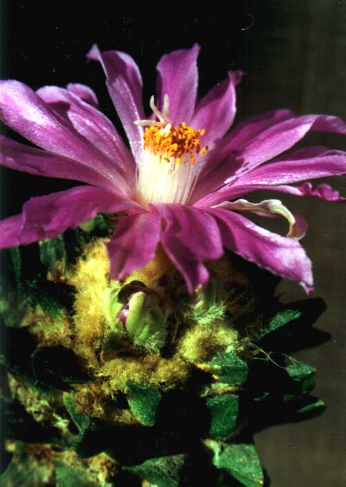 Ariocarpus scapharostrus