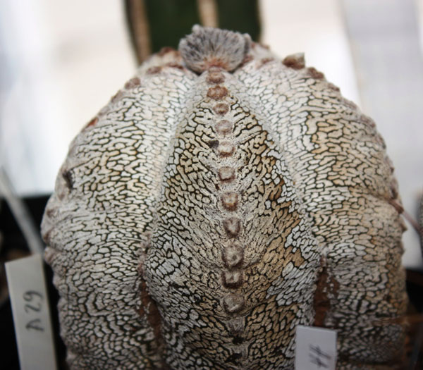 Astrophytum myriostigma cv.‘Onzuka’ 29 