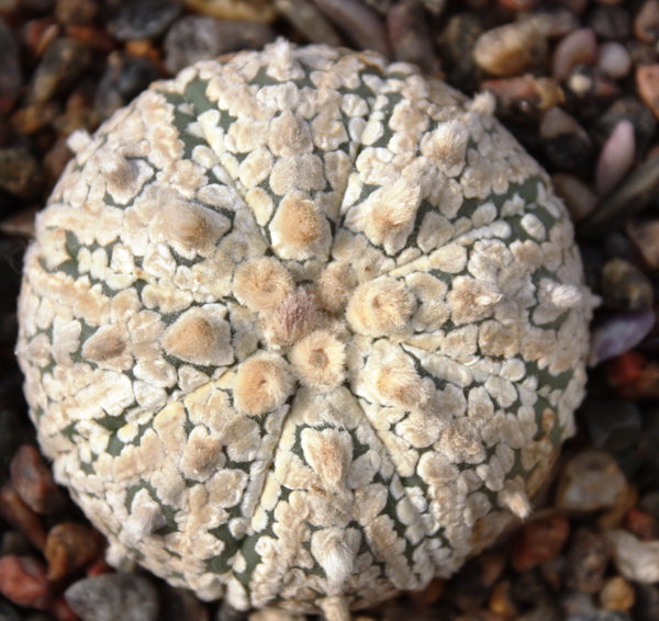 Astrophytum asterias cv. ‘Super Kabuto’ 057