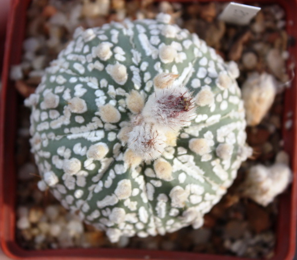 Astrophytum asterias cv. ‘Super Kabuto’ 058