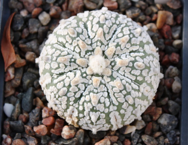 Astrophytum asterias cv. ‘Super Kabuto’ 071