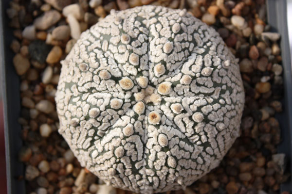 Astrophytum asterias cv. ‘Super Kabuto’ 083