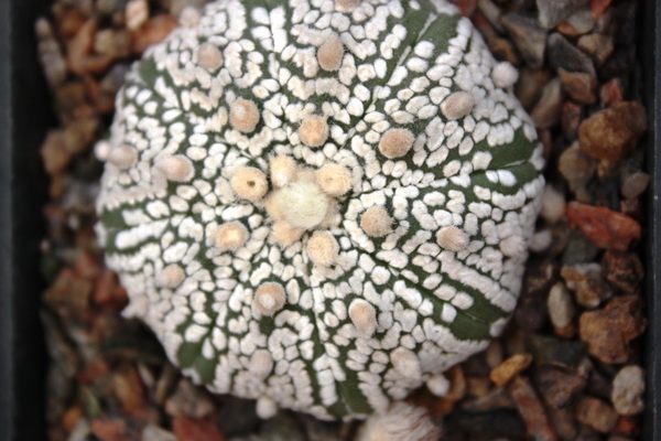 Astrophytum asterias cv. ‘Super Kabuto’ 099