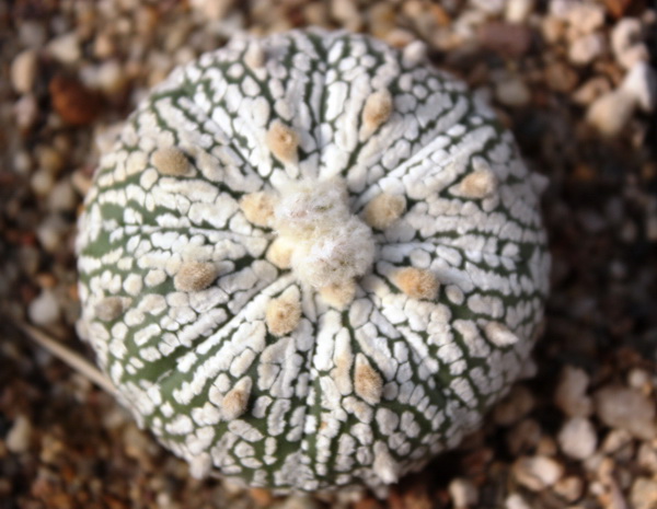 Astrophytum asterias cv. ‘Super Kabuto’ 492