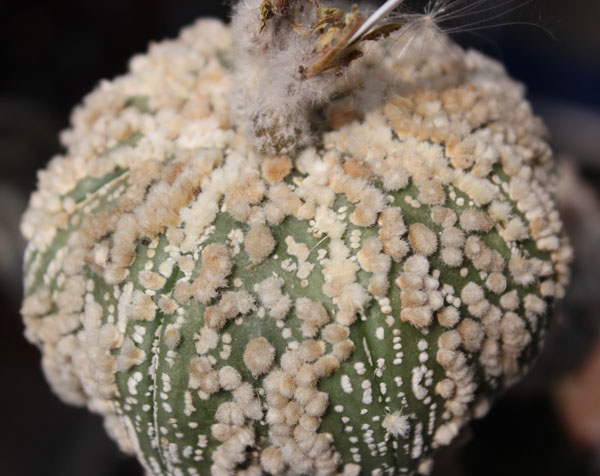 Astrophytum asterias cv.‘Hanazono’ 10