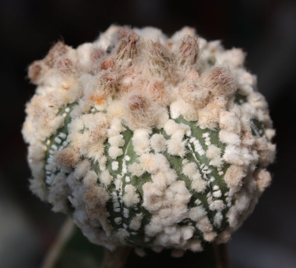 Astrophytum asterias cv.‘Hanazono’ 50