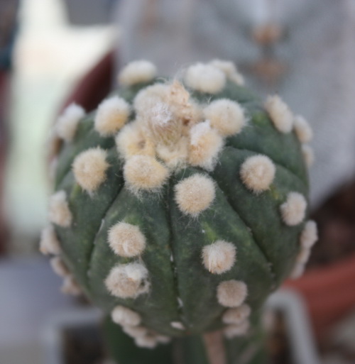 Astrophytum asterias 180 (hybr.)