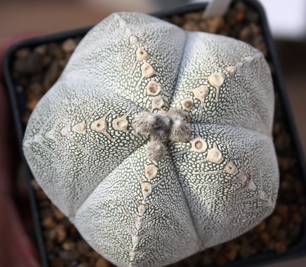 Astrophytum myriostigma cv. ‘Onzuka’ 20