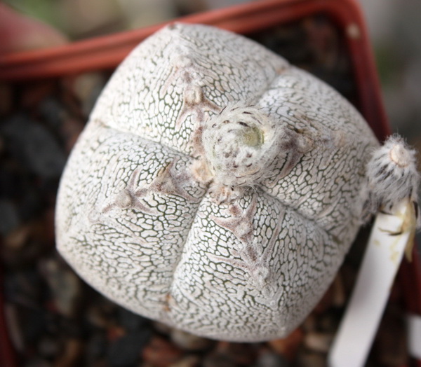 Astrophytum myriostigma cv. ‘Onzuka’ 21