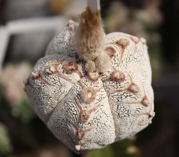 Astrophytum myriostigma cv. ‘Onzuka’ 24