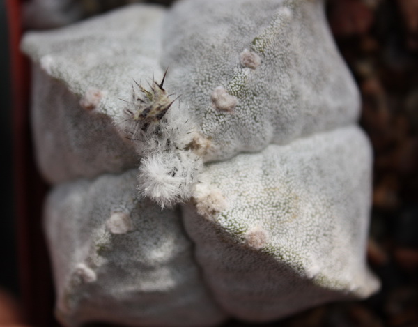 Astrophytum myriostigma v.quadricostatum 01