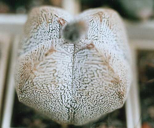 Astrophytum ONZUKA