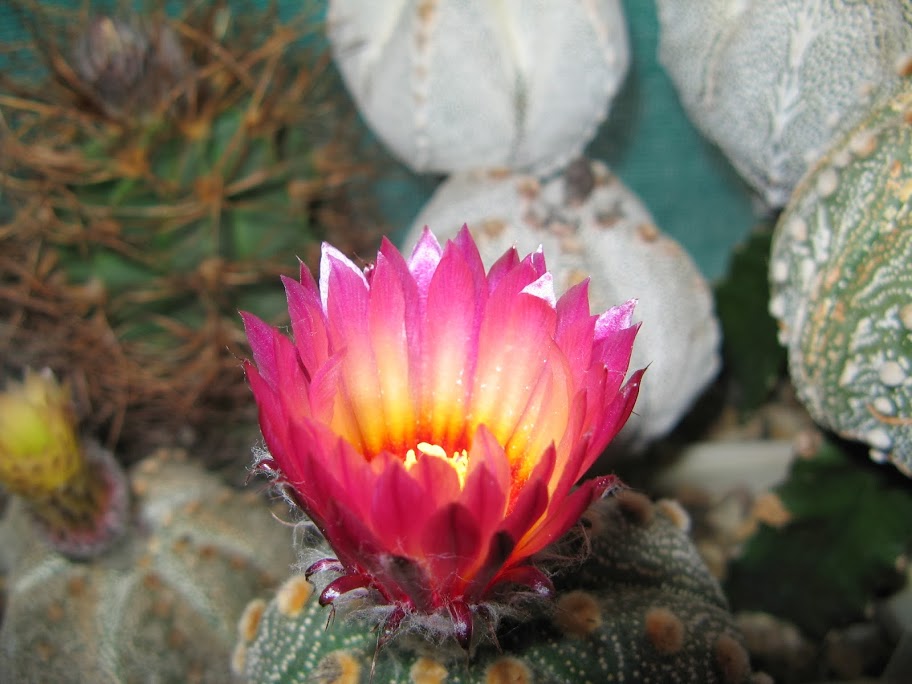 Astrophytum asterias Akabana