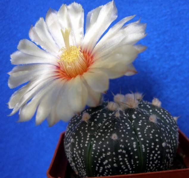 Astrophytum asterias Lira