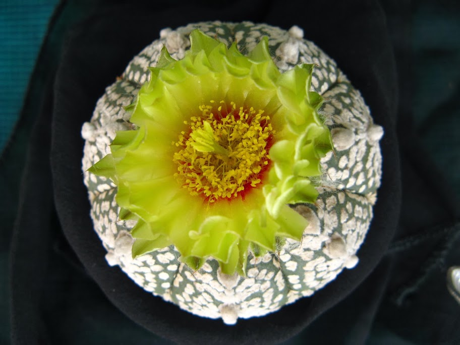 Astrophytum asterias Super Kabuto  2