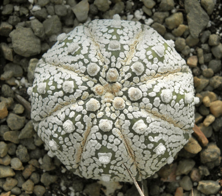 Astrophytum asterias cv Super Kabuto