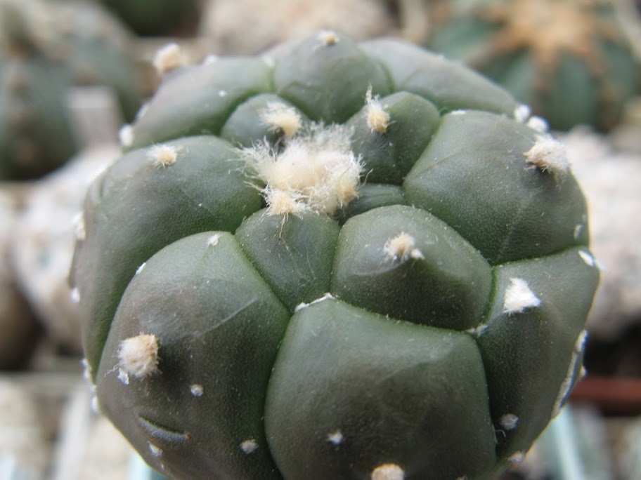 Astrophytum asterias nudum Kikko  2
