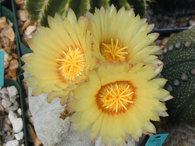 Astrophytum coahuilense