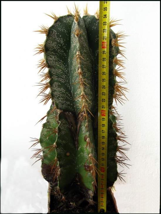 Astrophytum ornatum