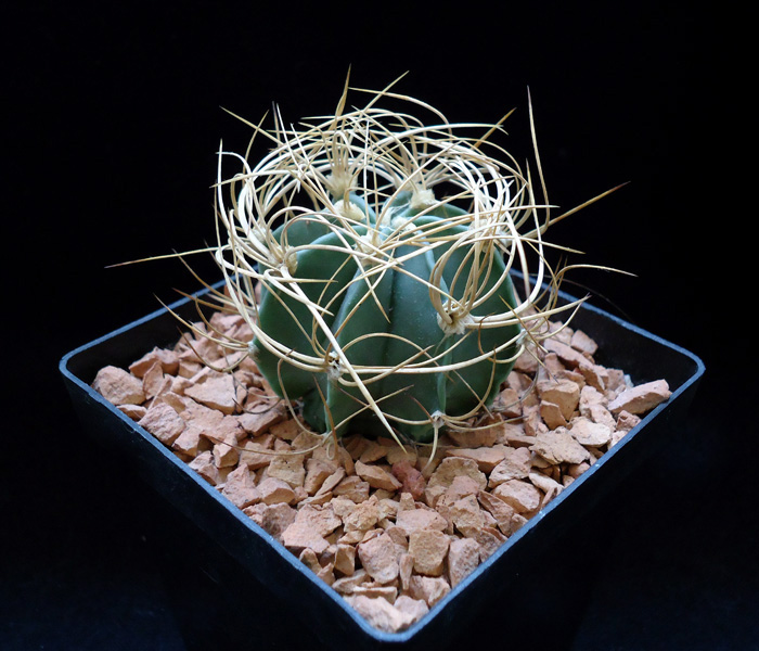 Astrophytum senile v aureum
