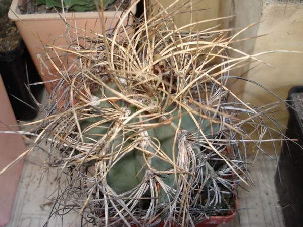 Astrophytum senile v aureum Burzak FG